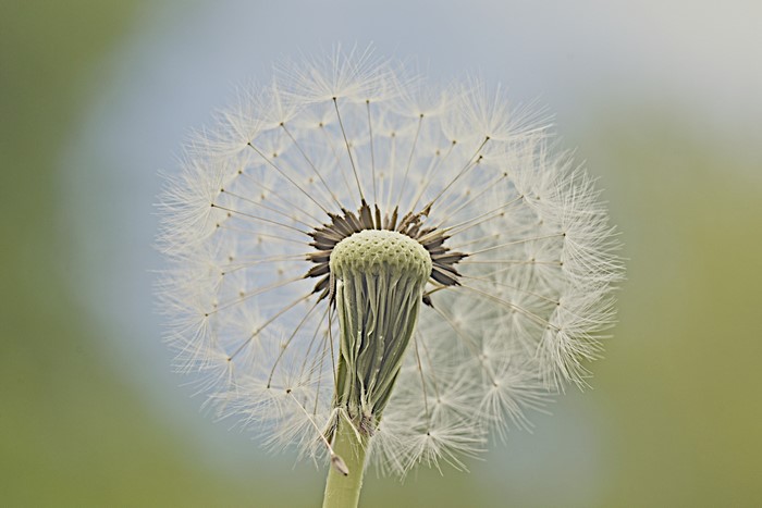 Dandelions Closeup