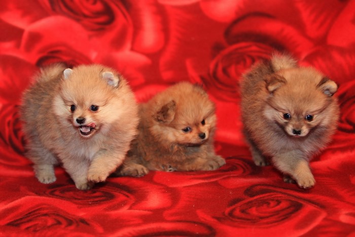 Three Pomeranian puppies on a red rose blanket
