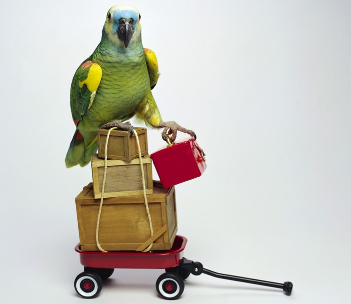 Amazon parrot on a wagon with boxes