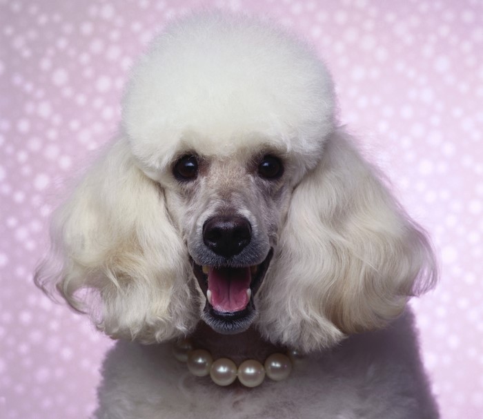White Poodle wearing a pearl necklace