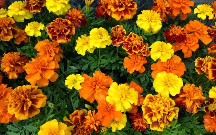 A close-up view of many marigold flowers in various shades of yellow and orange.