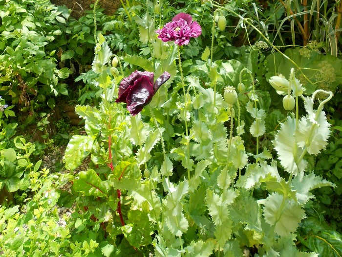 Dark purple and pink poppies with seed pods