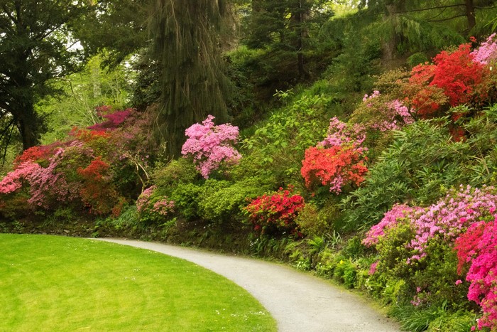 Bodnant Gardens Rhododendrons in Wales, United Kingdom