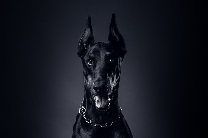 Black Doberman Pinscher with Chain Collar