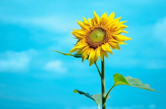 Sunflower against a blue sky