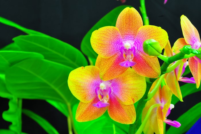 Close-up of a blooming yellow and pink orchid with green leaves