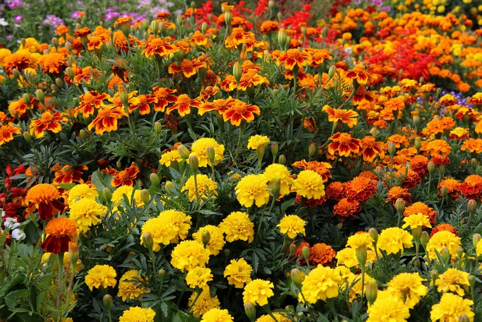 Field of Marigolds