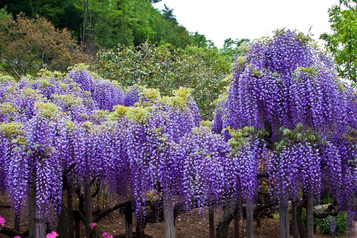 Purple Wisteria flowers cascading down trees