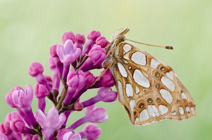 Butterfly on a lilac flower