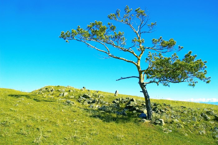Lone tree on a grassy hill in Russia
