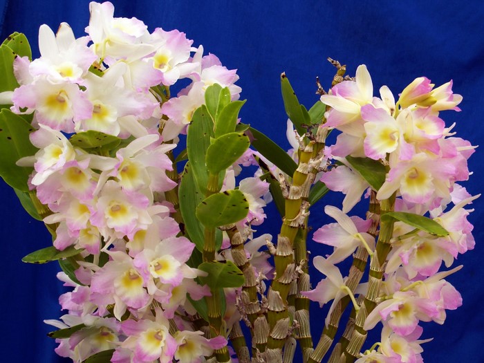 Close-up of pink and white orchids