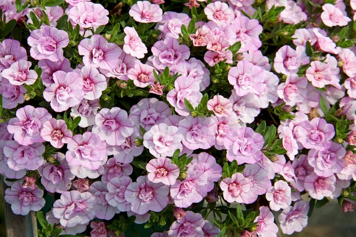Many pink Calibrachoa flowers