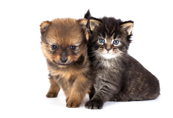 Puppy and Kitten Together