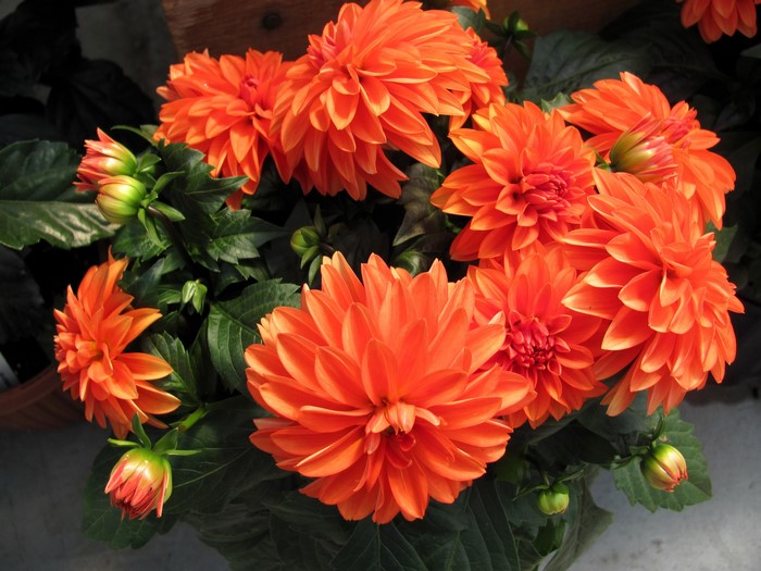 Orange Dahlias and Buds