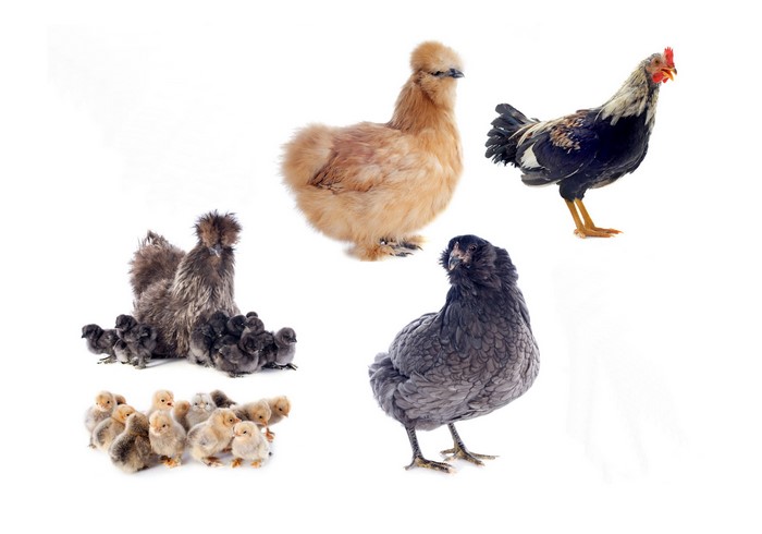 Silkie chickens and chicks with a rooster