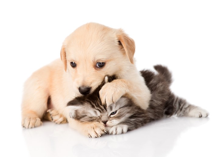 Adorable Puppy and Kitten Cuddling Close Up
