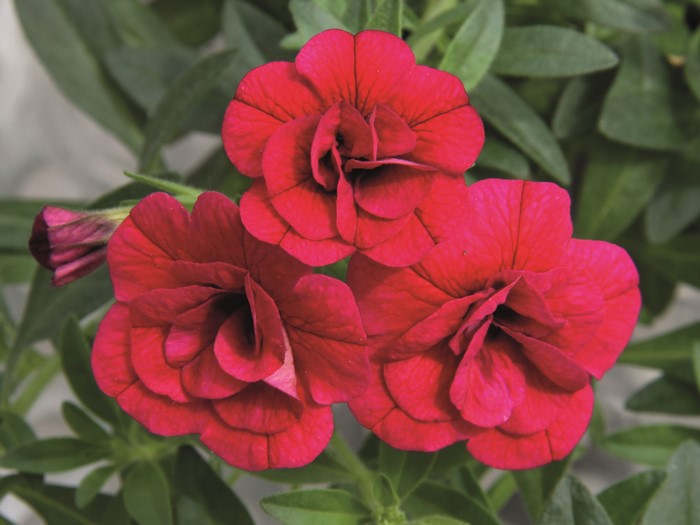 Three red Calibrachoa flowers with green leaves