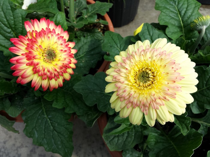 Two Gerbera daisies with yellow and red petals