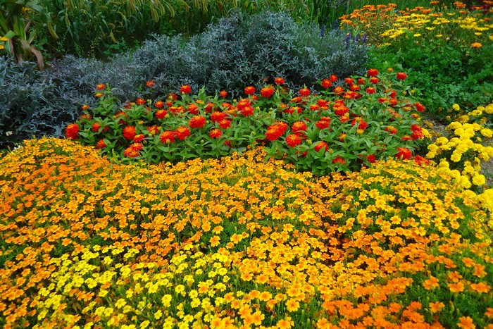 Flower bed with orange and yellow Tagetes