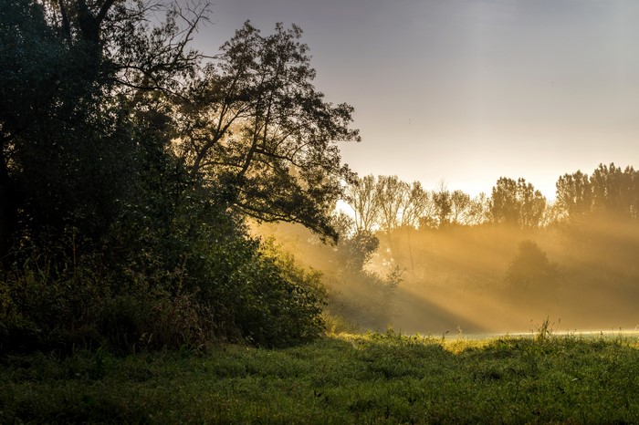 Sunbeams through trees over a misty meadow at sunrise