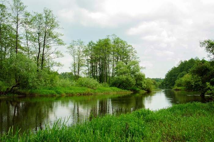 River flowing through a green forest with trees and grass