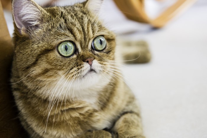 Close-up of a tabby cat with green eyes