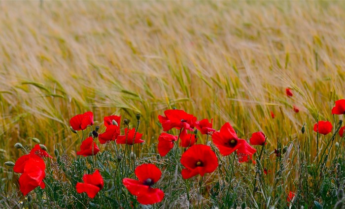 Red poppies in a wheat field