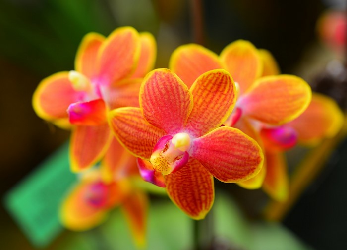 Close-up of orange and yellow orchids