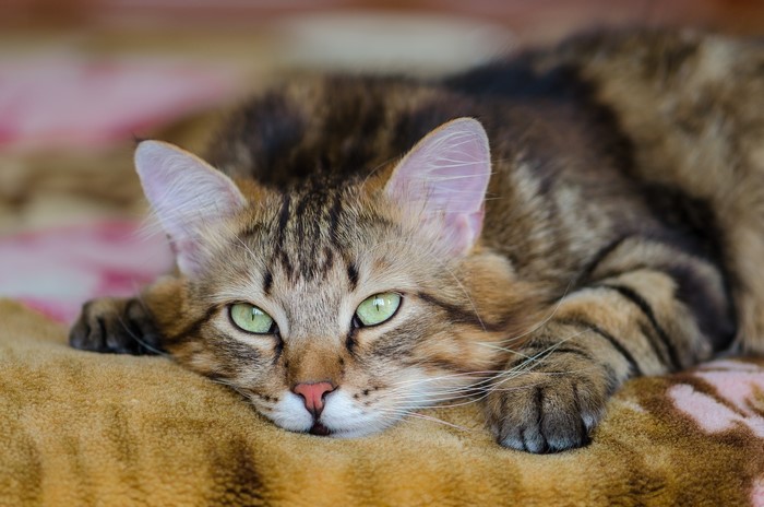 Tabby cat with green eyes lying down