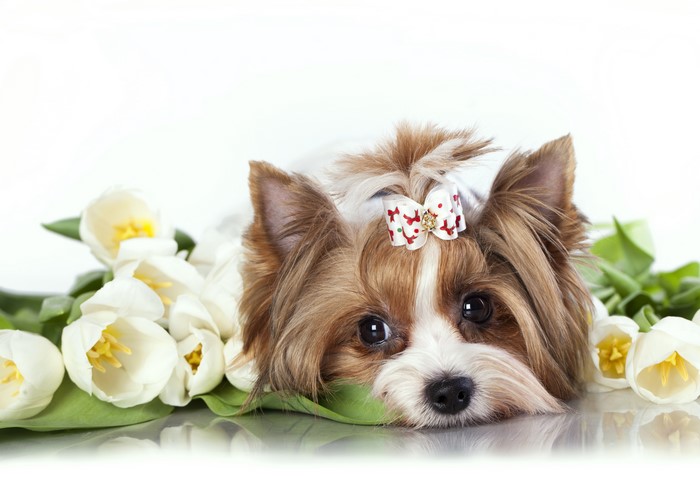 Biewer Terrier with White Tulips and a Bow