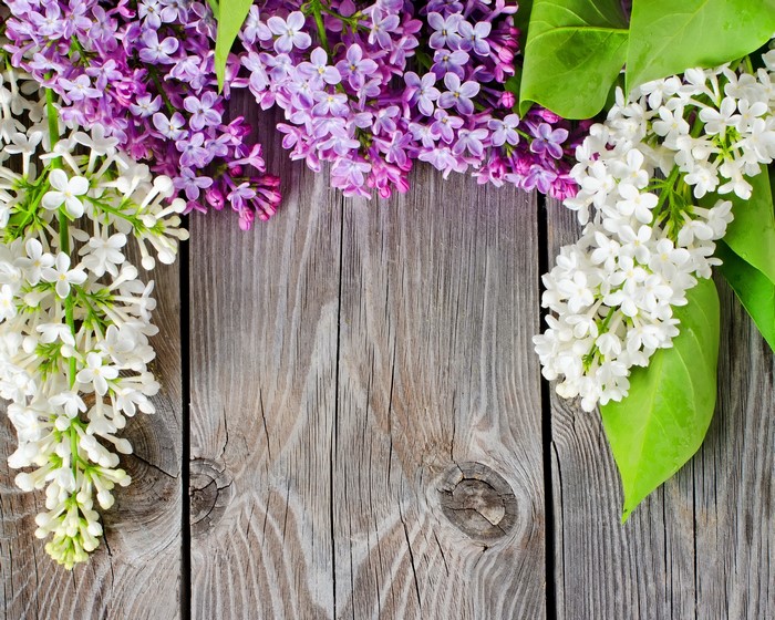 Purple and white lilacs on wooden background