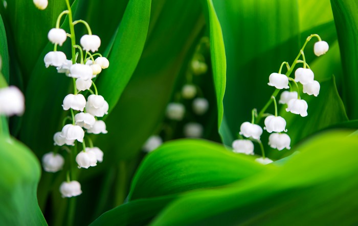 4K Lily of the Valley Flowers Closeup