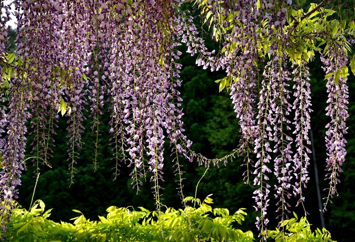 Purple Wisteria Flowers Hanging from Branches