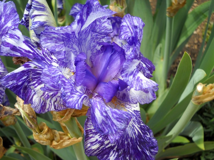 Close-up of a purple and white variegated iris flower
