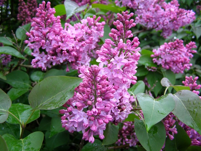 Close-up of purple lilac flowers and green leaves