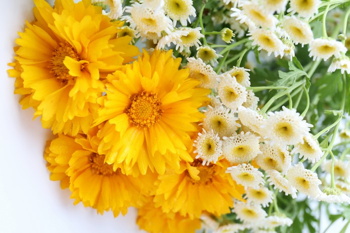 Yellow and white flowers
