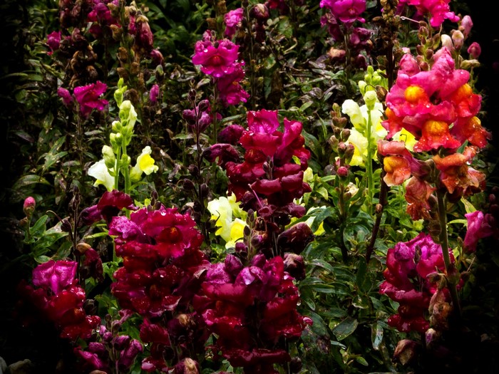 Antirrhinum Closeup
