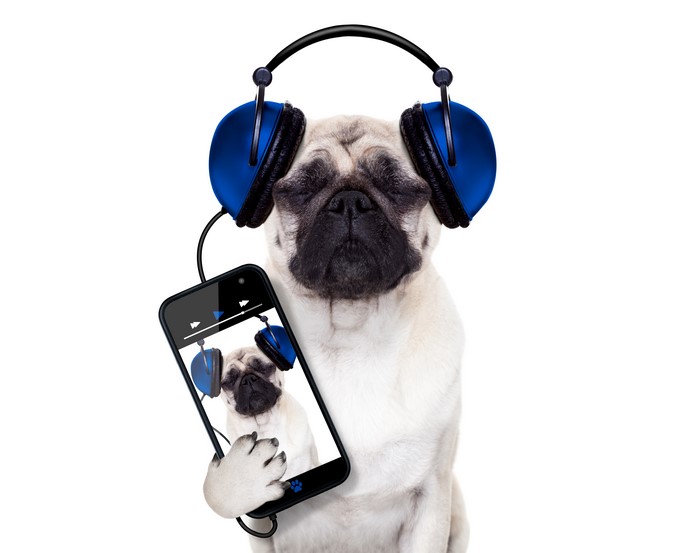 Pug wearing headphones and holding a smartphone