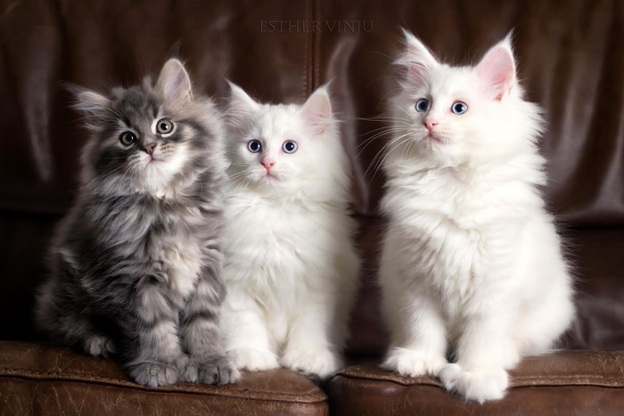 Cats Three 3 Kittens Glance