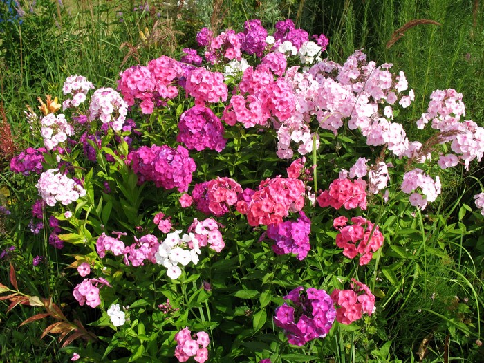 A cluster of pink and purple phlox flowers