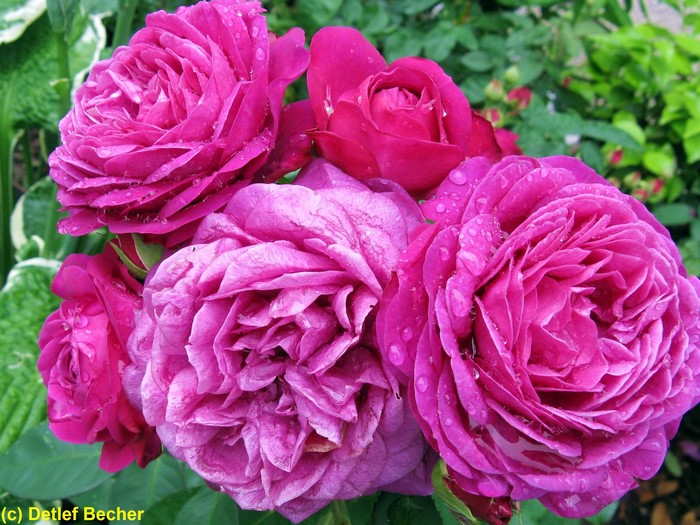 Pink Roses with Water Droplets