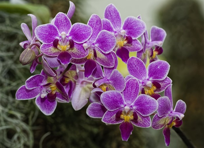 Purple orchids with yellow centers
