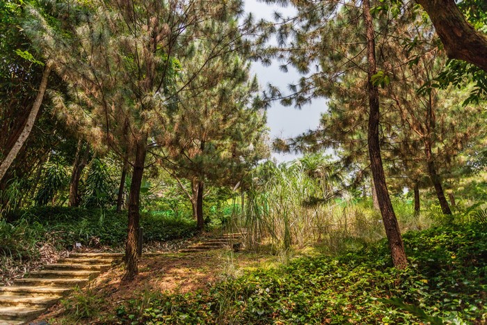 Stone stairs in a park with pine trees and foliage