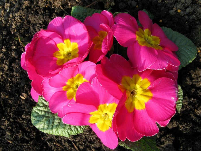Vibrant Pink Primula Flowers in Closeup