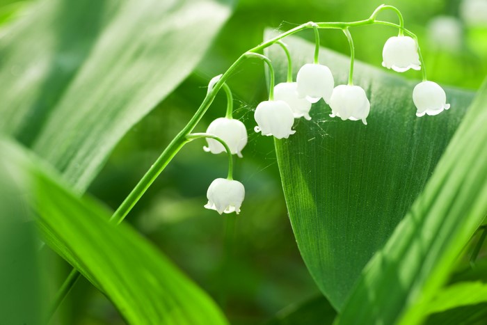 Lily of the valley flowers with green foliage