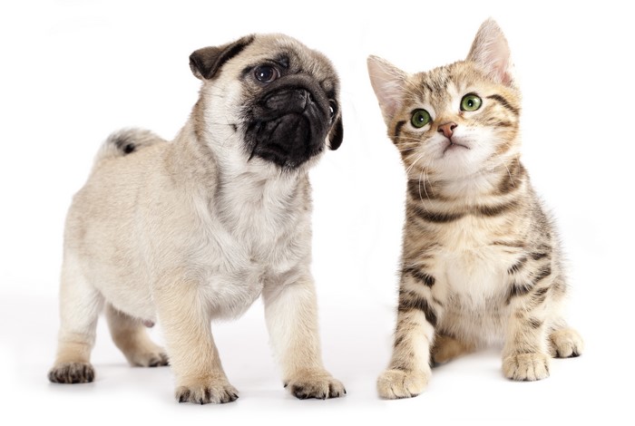 Pug puppy and tabby kitten on white background