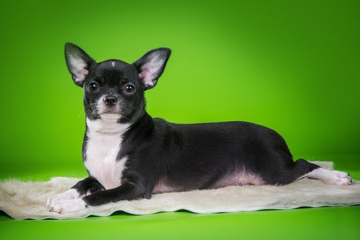 Black and white Chihuahua dog lying down