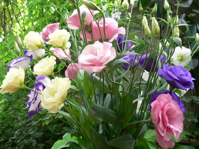 Bouquet of Eustoma flowers in various colors