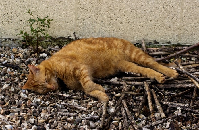 Orange tabby cat sleeping on gravel
