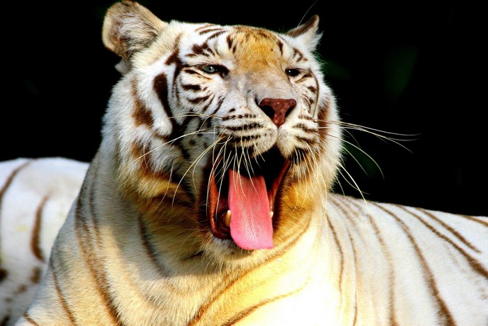 White tiger yawning with mouth open